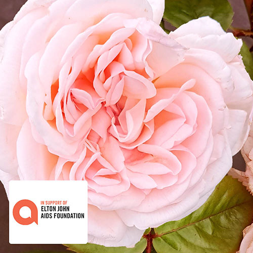 Harkness The Elton John AIDS Foundation Rose Harkness The Elton John AIDS Foundation Rose