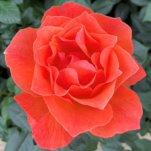 Harkness Rose Fellowship �