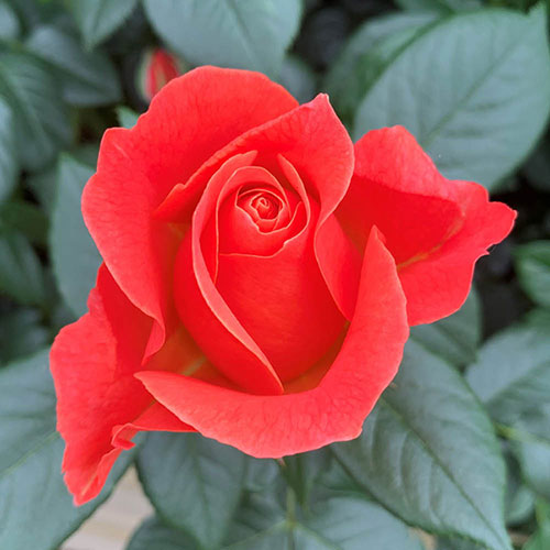 Harkness Rose Fellowship �