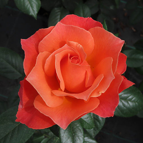 Harkness Rose Fellowship �