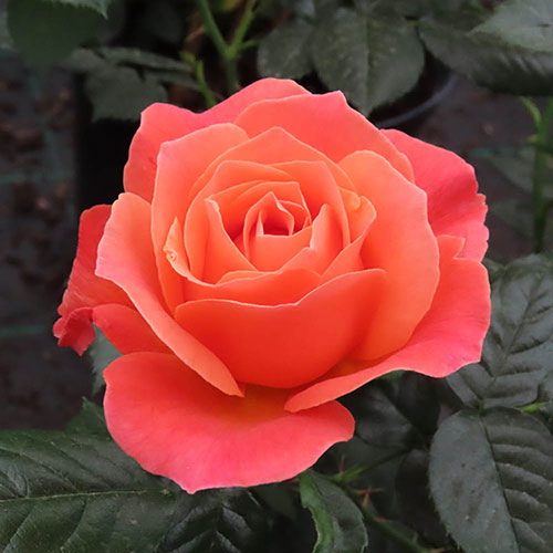 Harkness Rose To Absent Friends Harkness Rose To Absent Friends