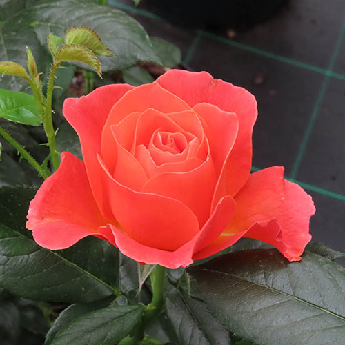 Harkness Rose To Absent Friends Harkness Rose To Absent Friends