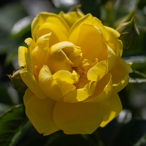 Rose Flower Carpet Gold