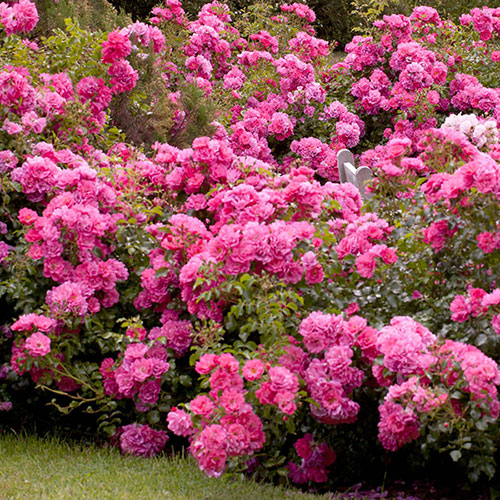 Rose Flower Carpet Pink