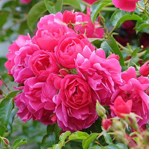 Rose Flower Carpet Pink