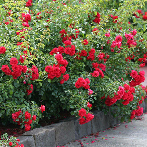 Rose Flower Carpet Scarlet