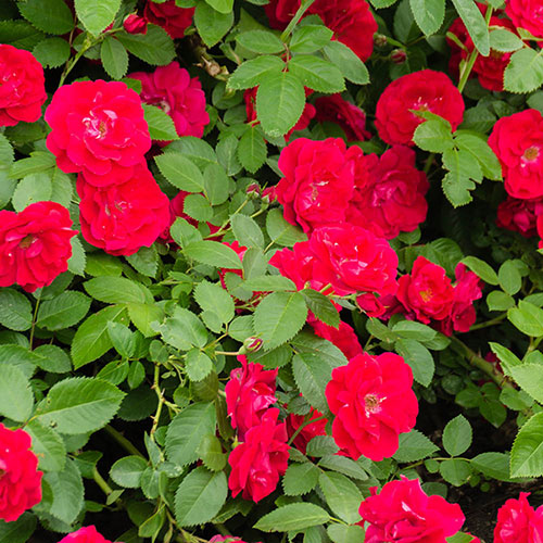 Rose Flower Carpet Scarlet
