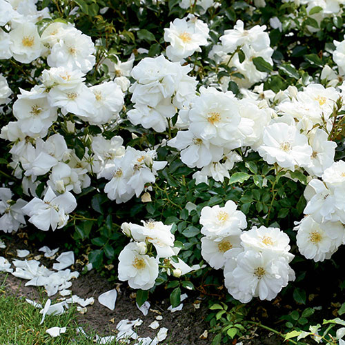 Rose Flower Carpet White