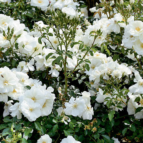 Rose Flower Carpet White