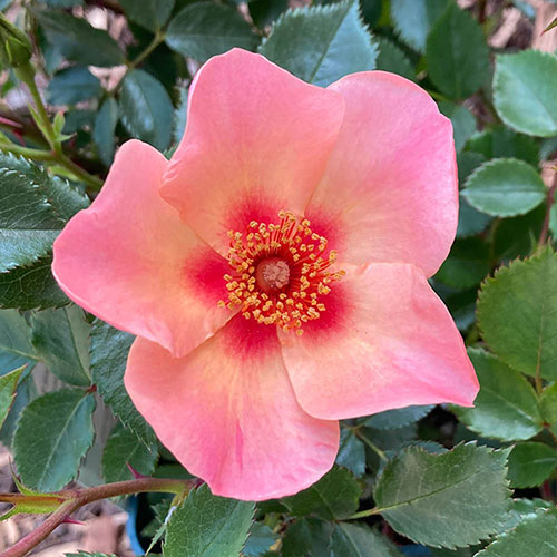 Rose of the Year 2015 For Your Eyes Only