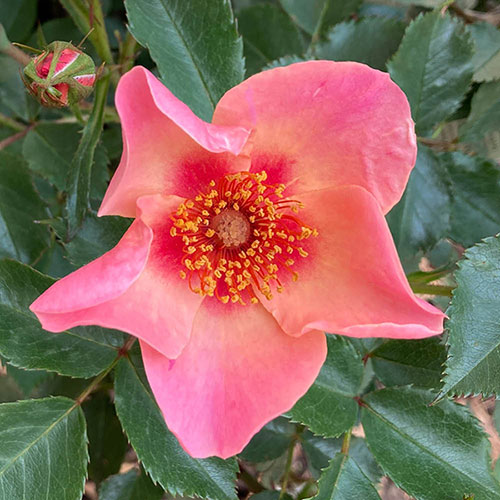 Rose of the Year 2015 For Your Eyes Only