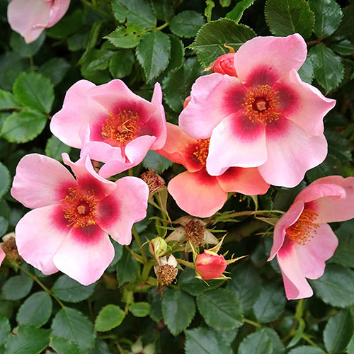 Rose of the Year 2015 For Your Eyes Only