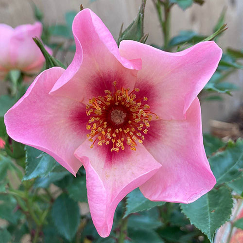 Rose of the Year 2015 For Your Eyes Only