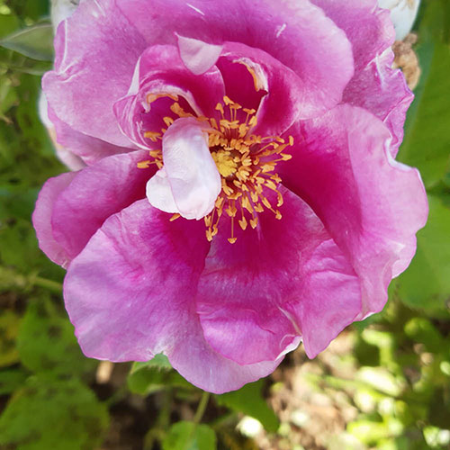 Harkness Rose Memories and Moments �