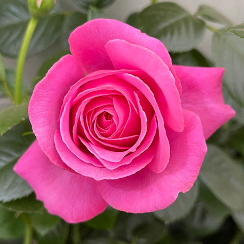 Harkness Rose Mum You are One in a Million �