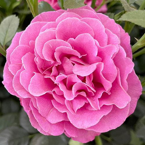 Harkness Gemmas Rose ® Harkness Gemmas Rose ®
