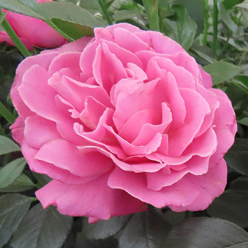 Harkness Gemmas Rose ® Harkness Gemmas Rose ®