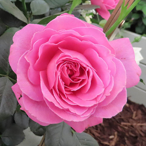 Harkness Gemmas Rose ® Harkness Gemmas Rose ®