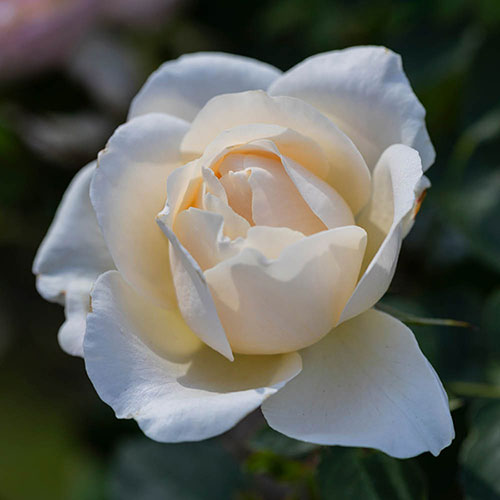 Harkness Rose Guardian Angel