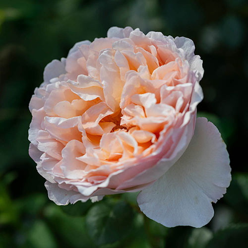 Harkness Rose Home Sweet Home