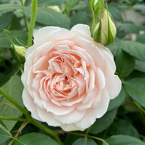 Harkness Rose Home Sweet Home