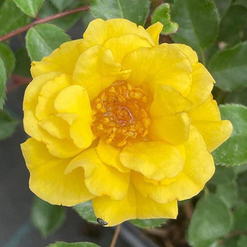 Harkness Rose Golden Patio