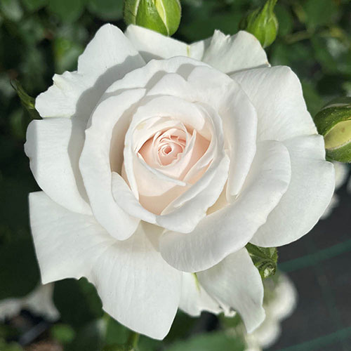 Harkness Rose Dame Deborah James