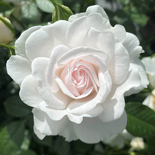 Harkness Rose Dame Deborah James