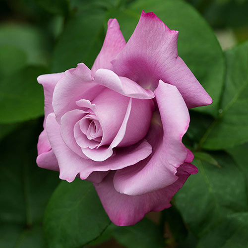 Harkness Rose Harry Edland