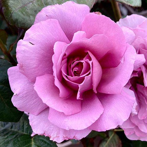 Harkness Rose Blue Moon Harkness Rose Blue Moon