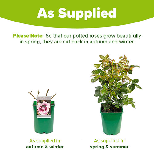 Harkness Rose Blue Moon Harkness Rose Blue Moon