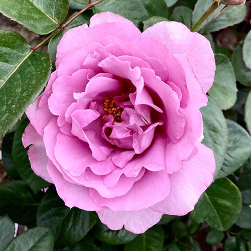 Harkness Rose Peter Ayliffe