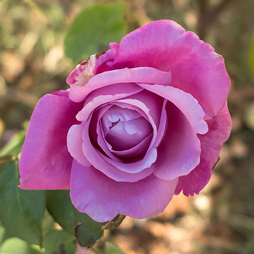 Harkness Rose Peter Ayliffe