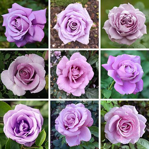 Personalise Your Own Purple Rose Personalise Your Own Purple Rose