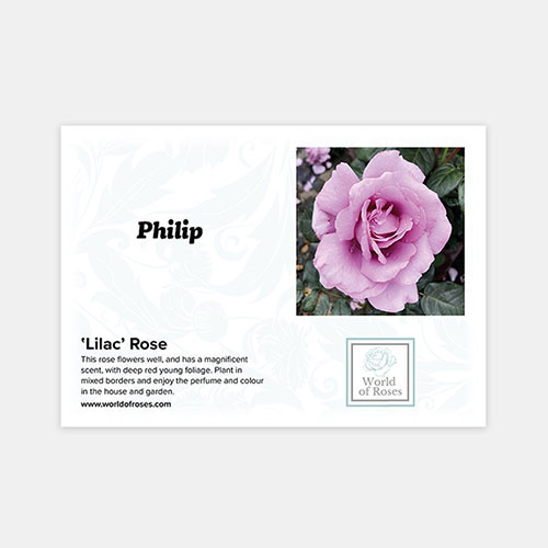 Personalise Your Own Purple Rose Personalise Your Own Purple Rose