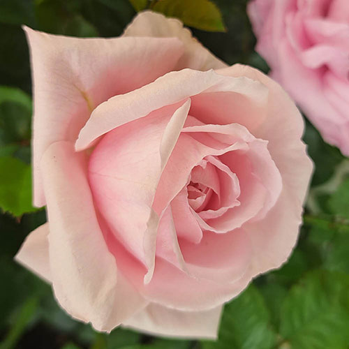 Harkness Rose Happy Wedding Anniversary �