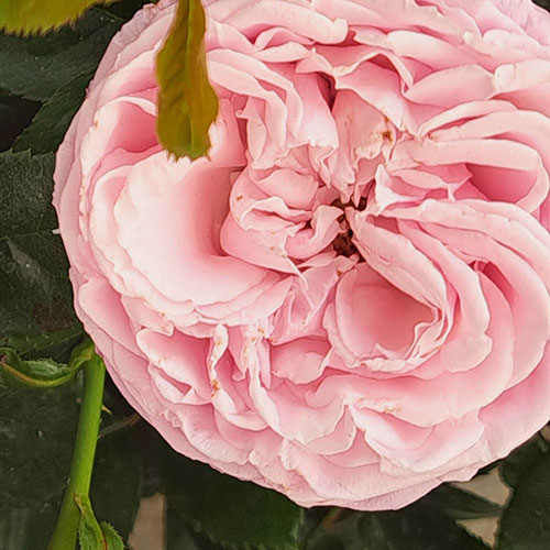 Harkness Rose Happy Wedding Anniversary �