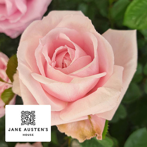 Harkness Rose Jane Austens Emma �