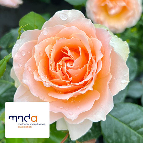 Harkness The Rob Burrow MND Rose Harkness The Rob Burrow MND Rose