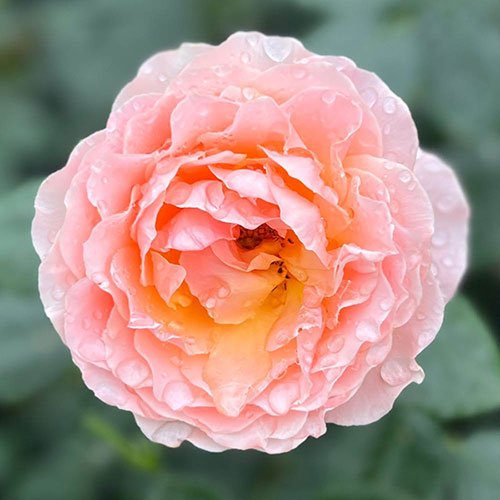 Harkness The Rob Burrow MND Rose Harkness The Rob Burrow MND Rose