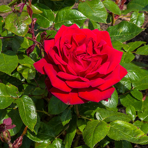 Rose Loving Memories �