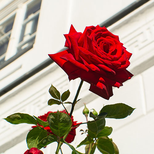 Rose Loving Memories �