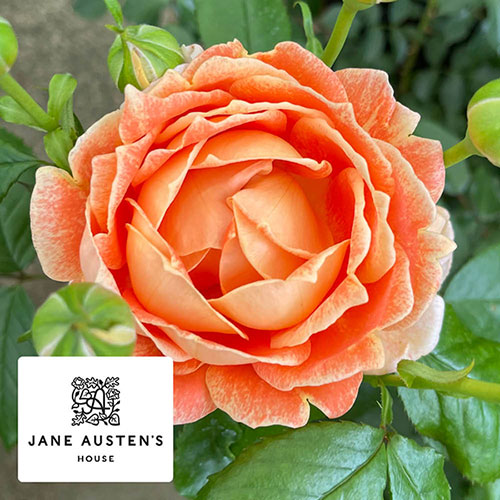 Harkness Rose Jane Austen �