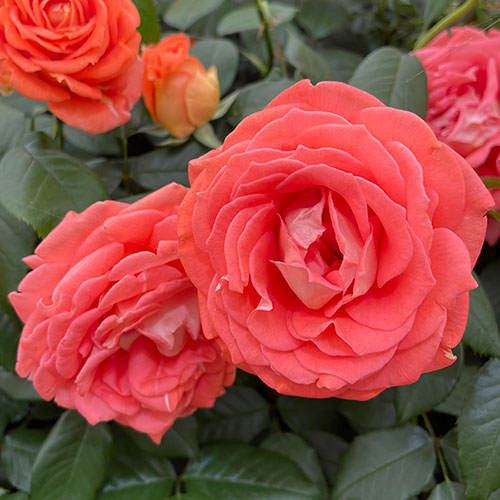 Harkness Rose Jane Austen �