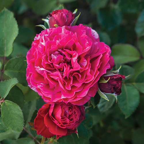 Harkness Rose Precious Memories �