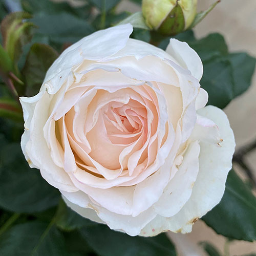 Harkness Rose Lady Carnarvon