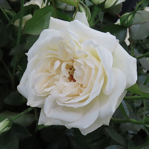 Harkness Rose Lady Carnarvon