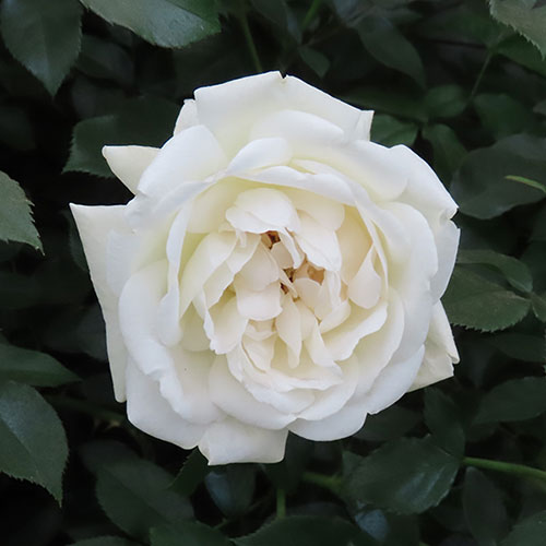 Harkness Rose Lady Carnarvon