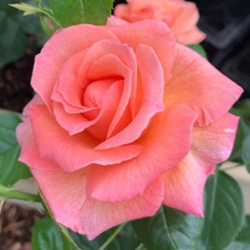 Harkness Rose Lady Marmalade ® Harkness Rose Lady Marmalade ®