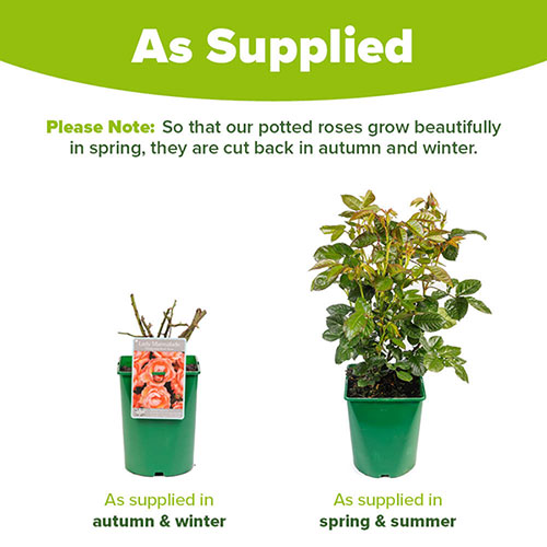 Harkness Rose Lady Marmalade ® Harkness Rose Lady Marmalade ®